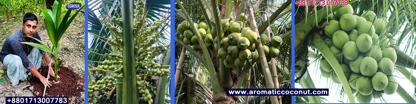 Dwarf Coconut Nursery in Bangladesh, Dwarf Hybrid Coconut Nursery in Bangladesh