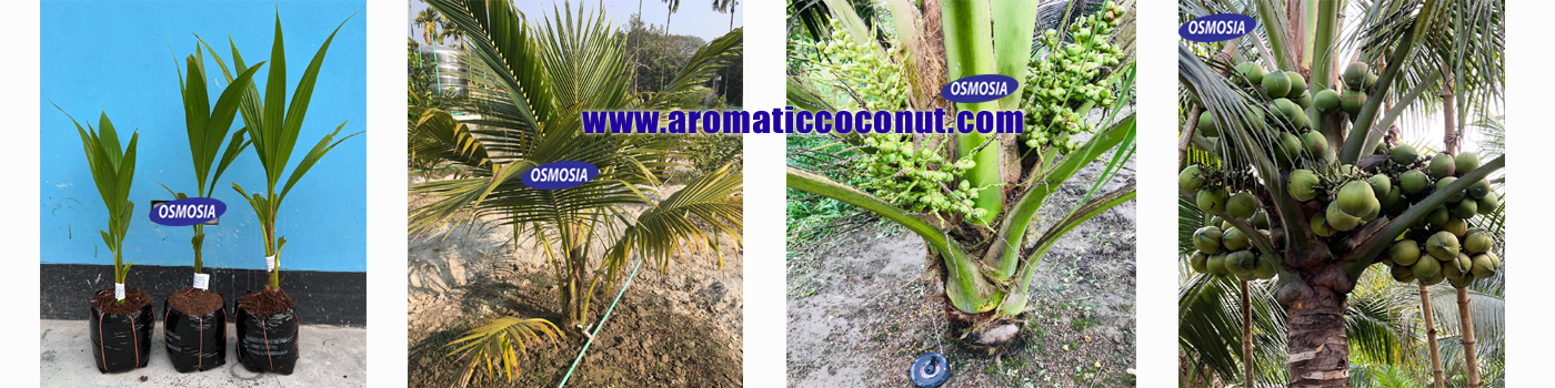 Hybrid Coconut Plant Price in Bangladesh, Hybrid Coconut Seed Price in Bangladesh