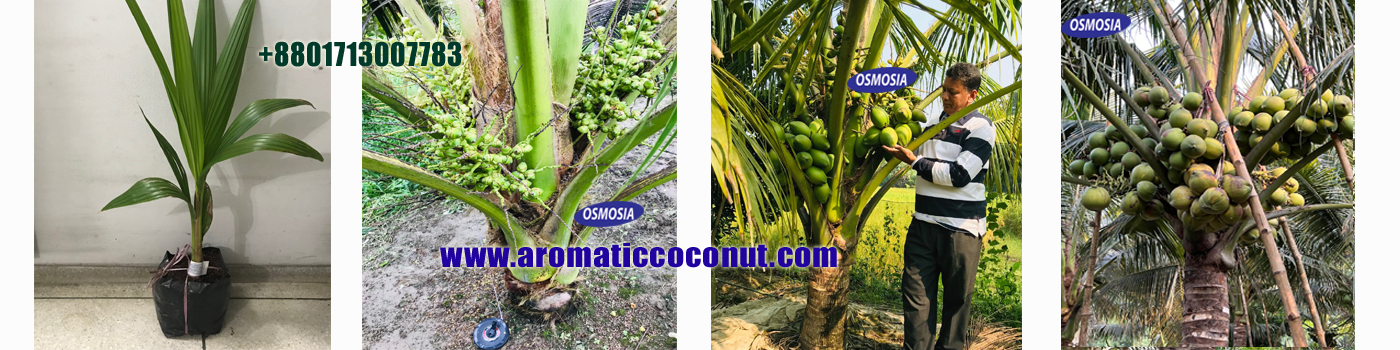 Vietnam Hybrid Dwarf Coconut Nursery in Bangladesh, Thai Hybrid Dwarf Coconut Nursery in Bangladesh
