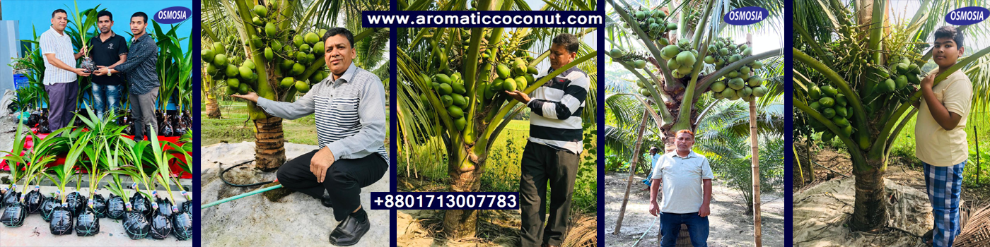 Thailand Coconut Nursery in Bangladesh, Thailand Hybrid Coconut Nursery in Bangladesh
