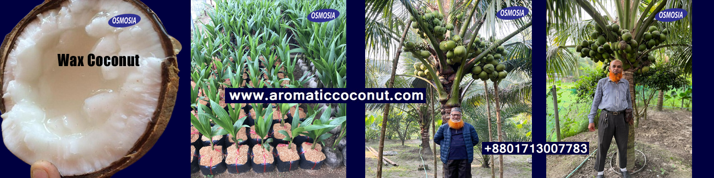 Wax Coconut Seedlings Price in Bangladesh, Wax Coconut Farm in Bangladesh