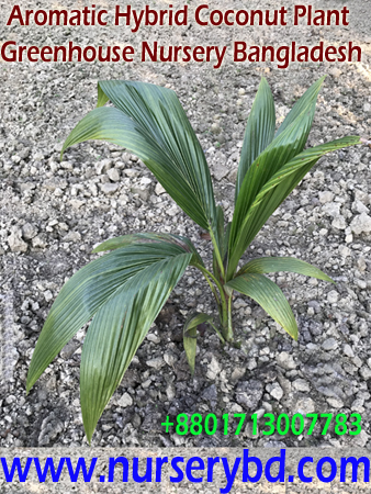 Young Coconut and Coconut Seedling Plants Suppliers Company in India, Young Coconut and Coconut Seedling Plants Suppliers in Vietnam, Bangladesh Xiem Short Coconut Seedling Plant Supplier Company, Bangladesh Xiem Short Green Coconut Seedling Plant Supplier Company