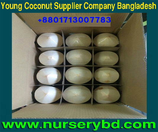 Aromatic Green Young Coconut & Coconut Seedling Tree Supplier Company in Bangladesh, Bangladesh Xiem Short Coconut Seedling Tree Supplier Company ,Early Yield Coconut Seedling Tree Supplier in Bangladesh, Green Young Coconut and Coconut Seedling Tree Supplier in Bangladesh