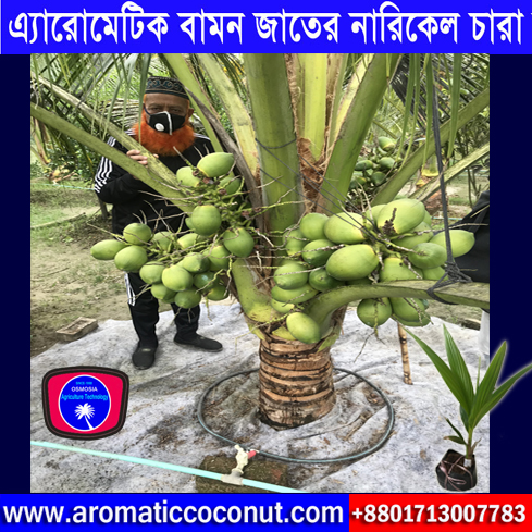 Hybrid Flower Seeds Supplier Company in Bangladesh, Bangladeshi Hybrid Seeds Supplier Company, Early Production Coconut Tree Manufacturer Exporter and Supplier Company in India, Hybrid Early Production Coconut Tree Manufacturer Exporter and Supplier Company in India