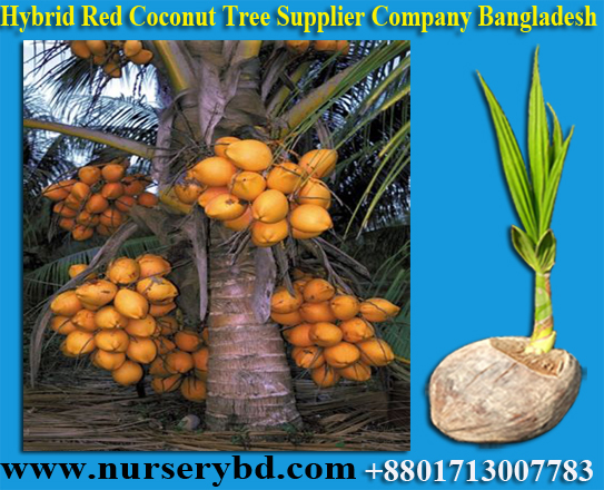 Hybrid Early Yield Dwarf Coconut Seedling Plant Supplier in Bangladesh, Young Coconut and Coconut Seedling Plants Suppliers Company in Philippine, Young Coconut and Coconut Seedling Plants Suppliers Company in Indonesia, Fresh Young Coconut and Coconut Seedling Plants Suppliers Company in Indonesia
