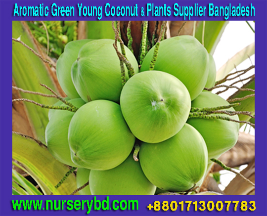 Dwarf Green and Blue Coconut Seedlings Plants Manufacturers in Vietnam, Dwarf Aromatic Coconut Seedlings Plants Manufacturers in Thailand, Dwarf Aromatic Coconut Seedlings Plants Manufacturers, Vietnamese Coconut Tree Importer Company in Bangladesh