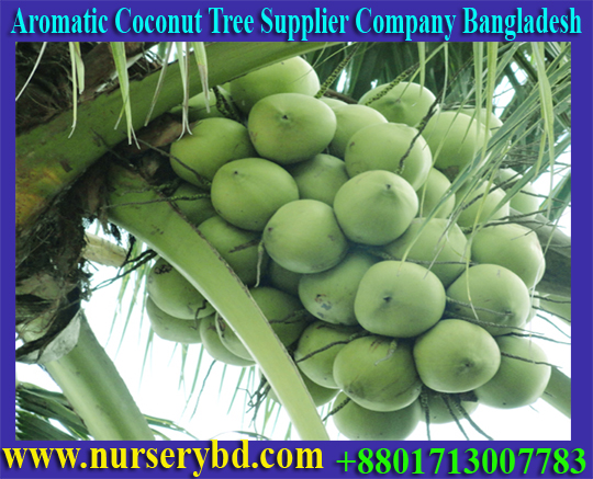 Early Yield Coconut Seedling Plant Manufacturer Supplier Company in Bangladesh, Early Yield Coconut Seedling Tree Manufacturer Supplier Company in Bangladesh, Early Yield Coconut Production Seedling Tree Manufacturer Supplier Company in Bangladesh, Hybrid Coconut Dwarf Seedling Tree Sale Price in Bangladesh
