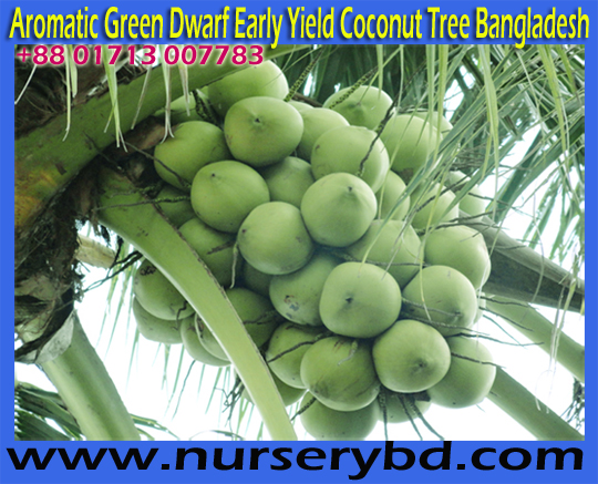 Early Production Coconut Tree Manufacturer Exporter and Supplier Nursery in Bangladesh, Imported Aromatic Dwarf Coconut Seedling Plant Supplier Company in Bangladesh, Early Production Coconut Tree Manufacturer Exporter and Supplier Company in Bangladesh