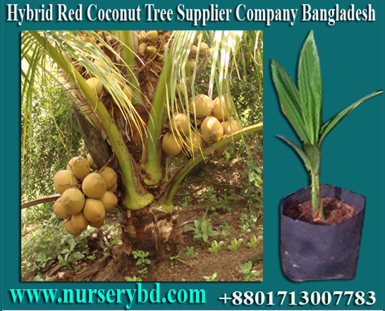 Aromatic Coconut Seedling Plant Supplier Company in Thailand, Aromatic Coconut Seedling Plant Supplier in Thailand, Coconut Seedlings Plants Suppliers in Thailand, Coconut Seedlings Plant Supplier in Thailand, Coconut Seedlings Plant Supplier in Vietnam, Coconut Seedlings Plant Supplier in Malaysia