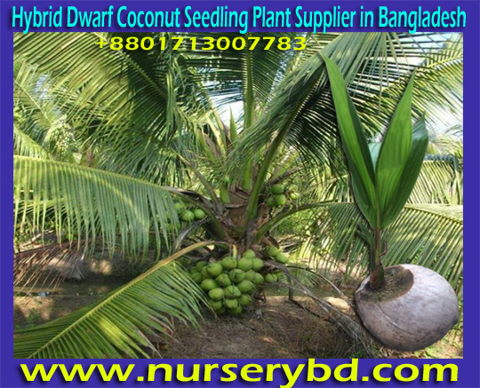 Hybrid Fruits Seeds Supplier Company in Bangladesh, Green Young Coconut & Coconut Seed Plant Supplier in Bangladesh, Green Young Coconut & Coconut Seedling Plant Supplier in Bangladesh, Hybrid Dwarf Aromatic Coconut Seedling Plant Supplier in Bangladesh, Hybrid Dwarf Early Yield Coconut Seedling Tree Supplier in Bangladesh