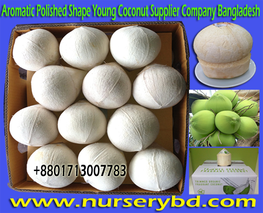Young Coconut & Coconut Seeds Plants Suppliers in Vietnam, Xiem Short Green Coconut Seedling Plant Supplier Company in Bangladesh, Aromatic Short Green Coconut Seedling Plant Supplier Company in Bangladesh, Bangladesh Aromatic Short Green Coconut Seedling Plant Supplier Company