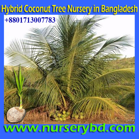 Aromaticcoconut :: Bangladesh Hybrid Nursery & Seeds Company ...