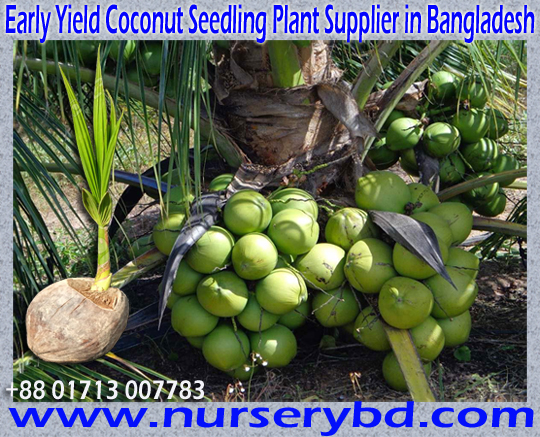 Aromaticcoconut :: Aromatic Green Dwarf Coconut Seedling Plant Supplier ...