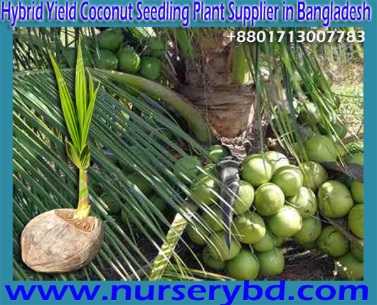 Aromaticcoconut :: Aromatic Green Dwarf Coconut Seedling Plant Supplier ...