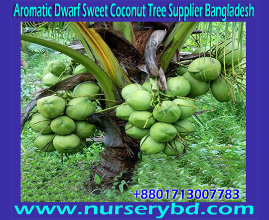 Aromaticcoconut :: Hybrid Green Aromatic Coconut Seedling Tree ...